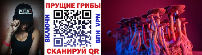 Галлюциногенные грибы Cubensis Купить Кедровый
